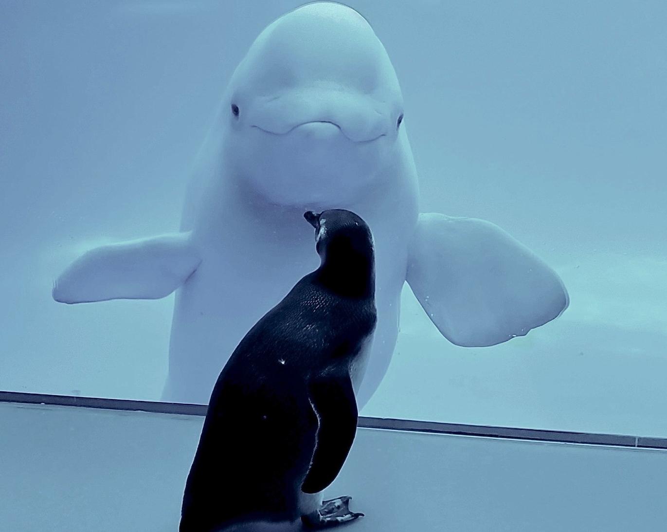Pinguin Carmen trifft Beluga-Wal Kayavak