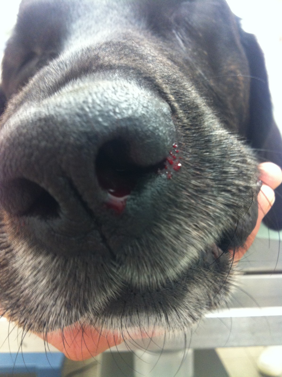 Bei hunden herpes Canine Herpes
