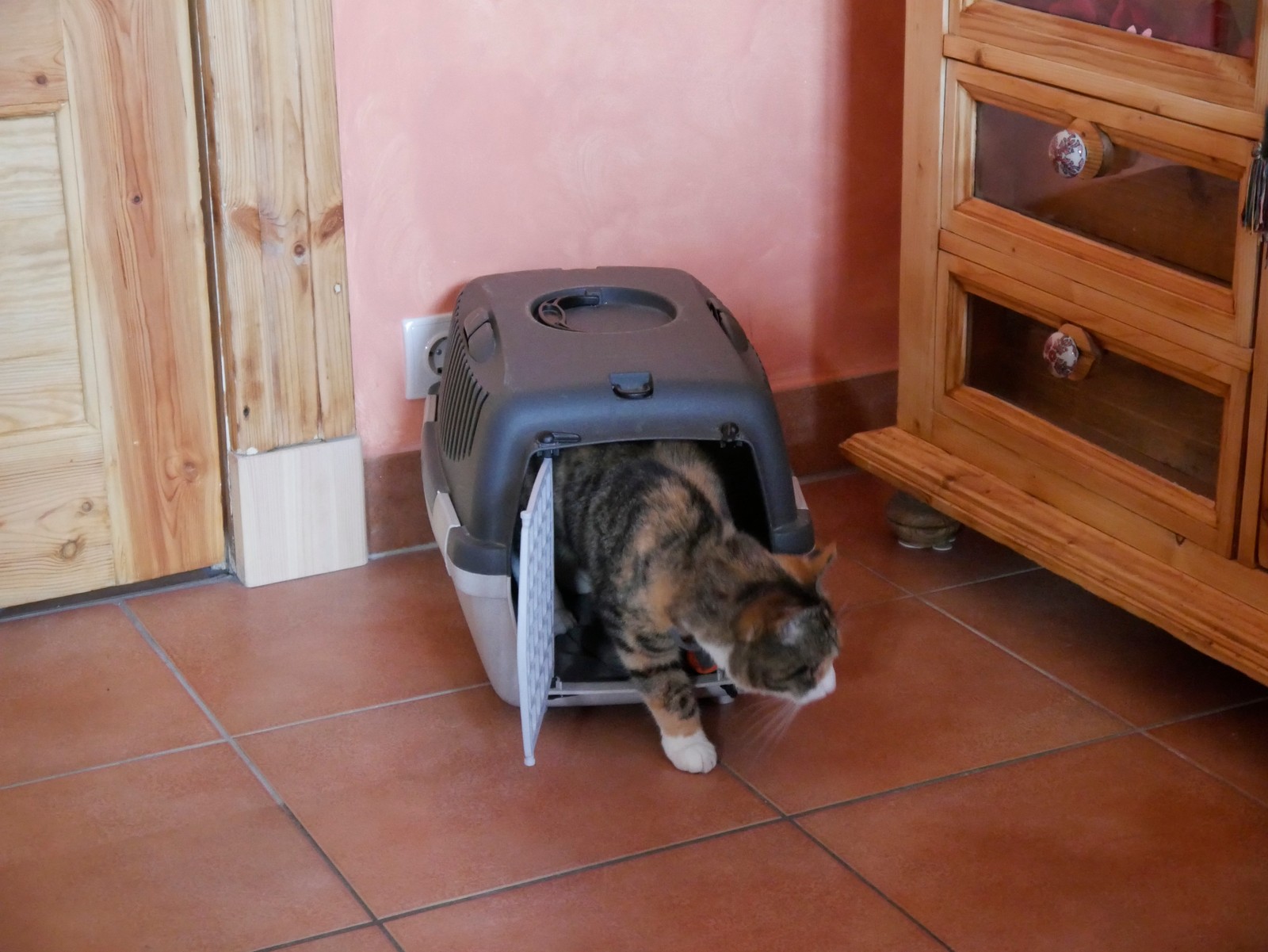Im weiteren Training sollte die Tür immer offenstehen, damit die Katze jederzeit wieder aussteigen kann.