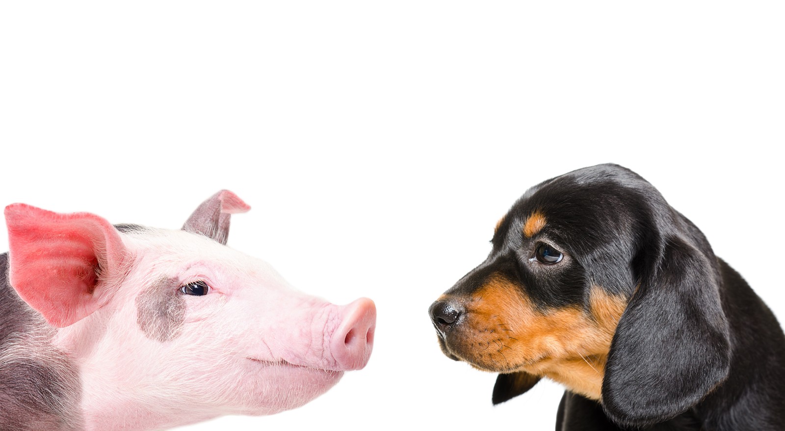 Lösen Probleme eigenständiger als Hunde: Mini-Pigs.