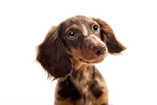 Eine Vielzahl an Gesichtsmuskeln sorgen bei Hunden für eine ausgeprägte Mimik.
