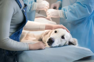 Besondere Zuwendung des Besitzers bei tierärztlichen Behandlungen – schon ein Verdachtsmoment?