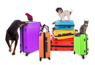 Auf gepackten Koffern: Auch Tiere müssen in den Ferien gut versorgt sein.