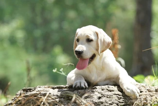 Probleme mit den Ellenbogen zeigen sich oft schon bei jungen Hunden. Groß- oder mittelwüchsige Rassen sind am häufigsten betroffen.