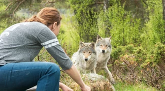 Die Haltung von Wölfen ist sehr anspruchsvoll und häufig nicht tiergerecht möglich.