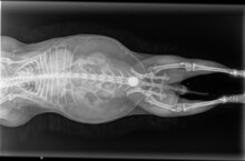 Röntgenbild eines Kaninchens im rechtsanliegenden ventrodorsalen ...