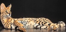serval-wildkatze.jpeg