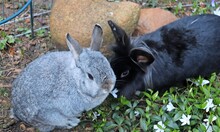 Gesunde Kaninchen im Außengehge
