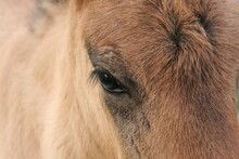 Bestimmte Gene legen fest, wo der oder die Haarwirbel bei Pferden liegen. 