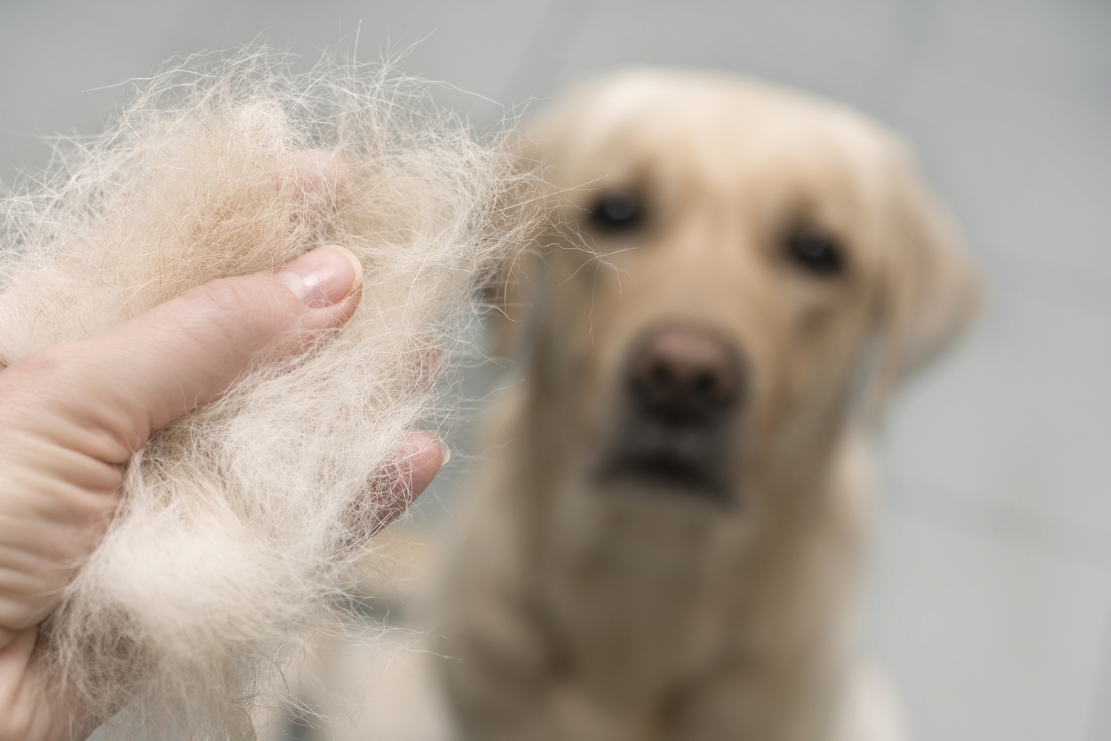 Dog wool close up. Concept of animal molting
Eine Hand hält Fell von einem Golden Retriever.