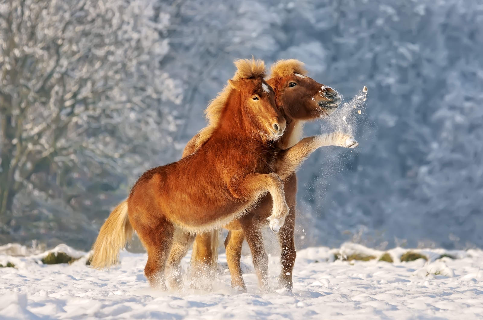 Auch Pferde haben im Winter besondere Bedürfnisse.