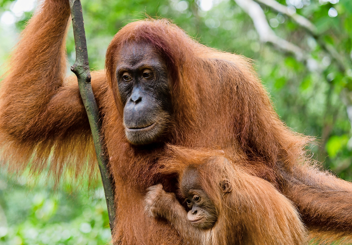Wann gibt´s was zu essen, Mama? Orang-Utan-Jungen bleiben lange Zeit bei ihren Müttern.