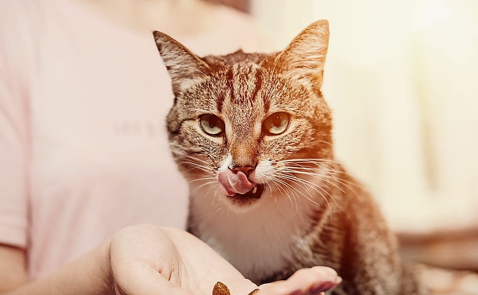 Katzenhaarallergiker reagieren eigentlich gegen das Eiweiß im Speichel der Tiere.