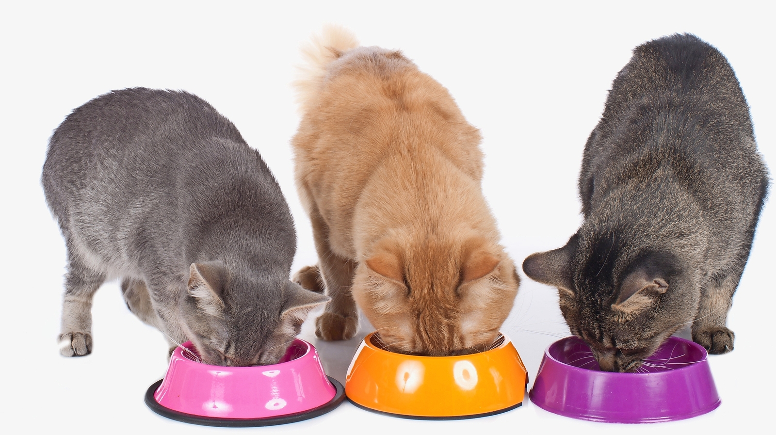Wie sollten Katzen mit Nierenerkrankung im Frühstadium gefüttert werden?