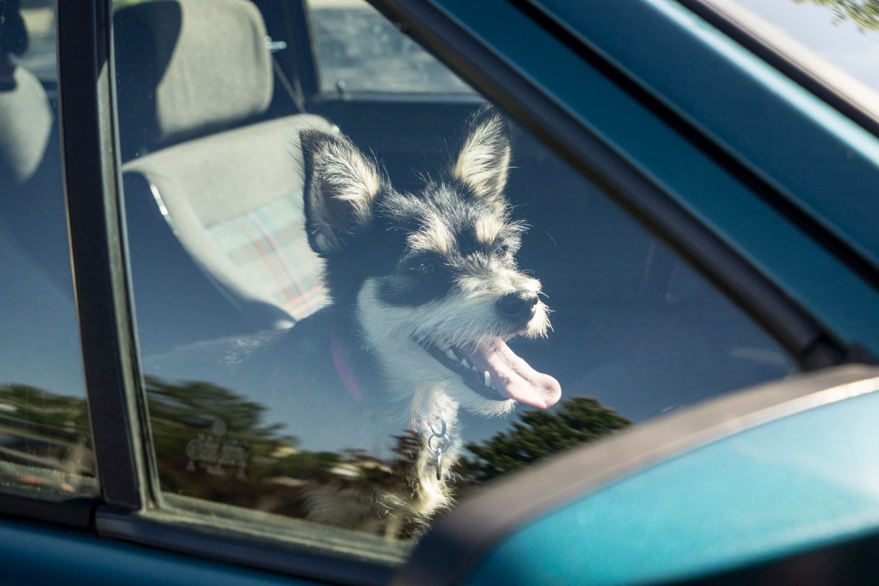 Keinesfalls sollten Tierhalter ihre Gefährten bei Hitze im Auto zurücklassen.