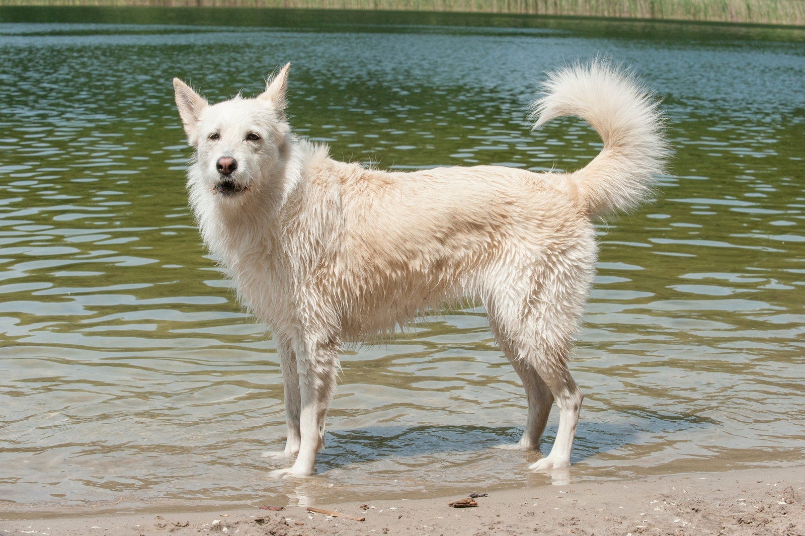 Viele Hunde freuen sich im Sommer über eine Abkühlung im Wasser.