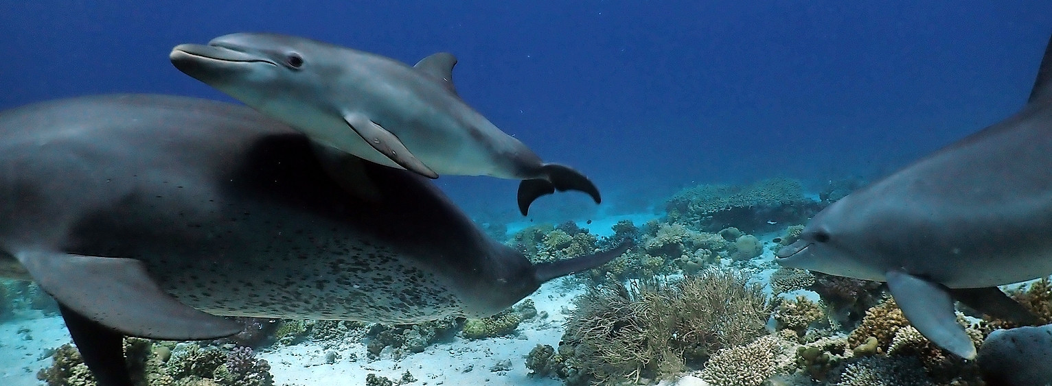 Forscher haben herausgefunden, dass sich Delfine an bestimmten Korallen reiben, um ihre Haut zu pflegen und zu reinigen.