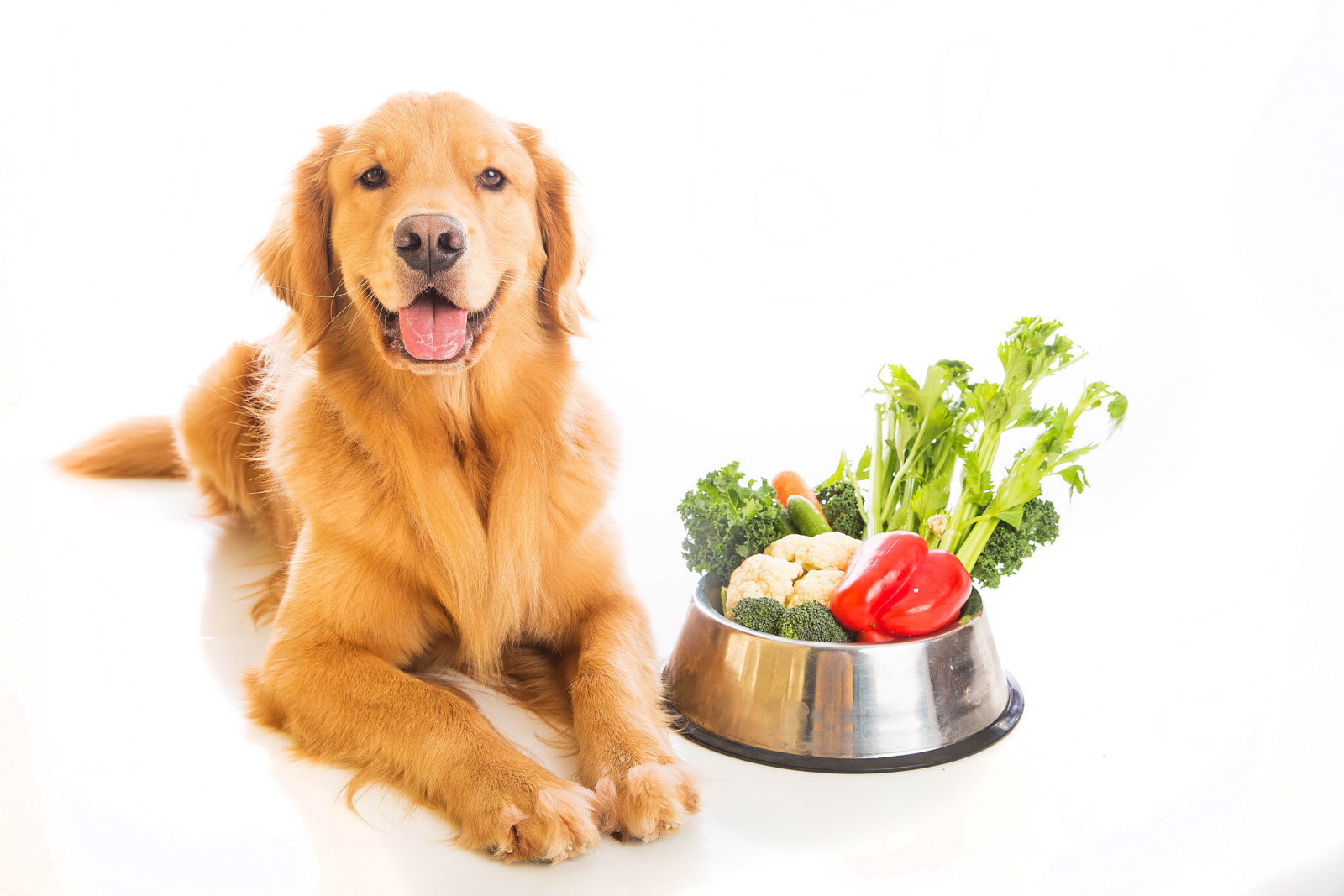 Auch für Hunde liegt vegane Ernährung im Trend.