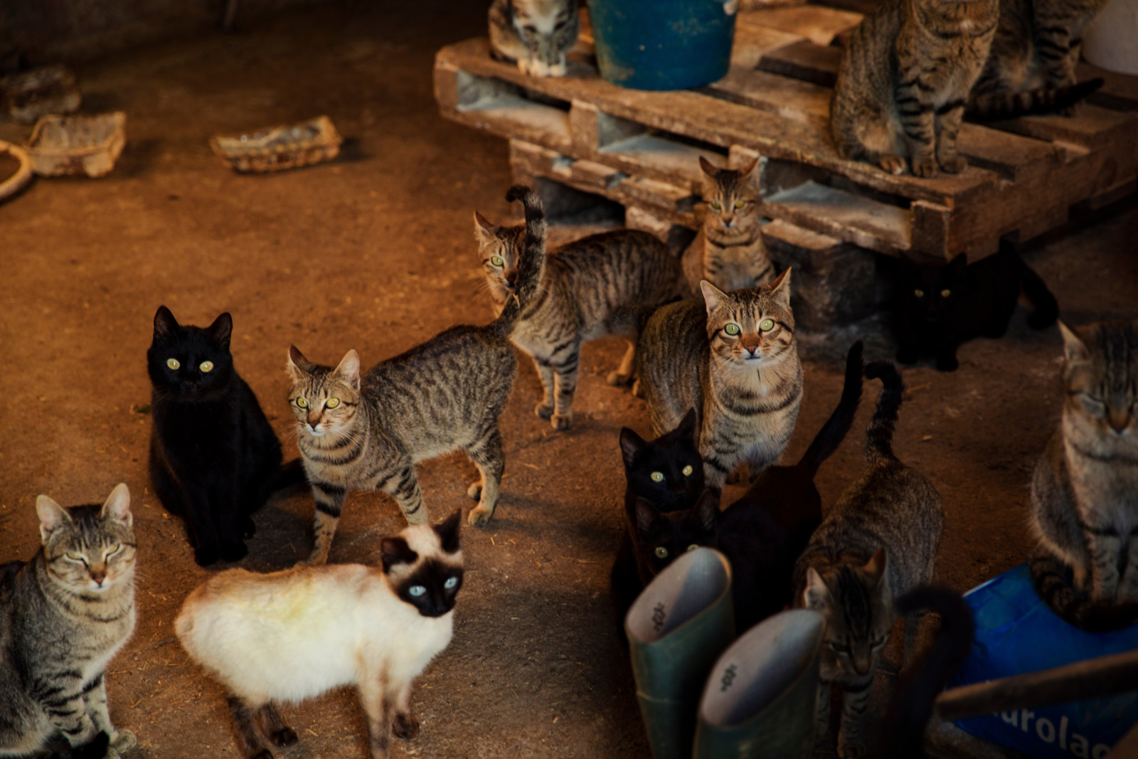 Katzen werden besonders häufig von Tiersammlern gehalten.