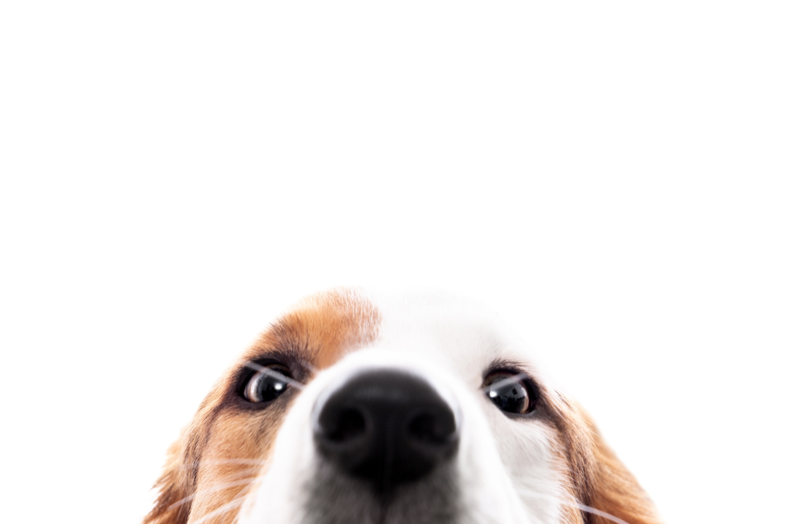 Superfein: Hunde können mit ihrer Nase Gemütslagen unbekannter Menschen unterscheiden.