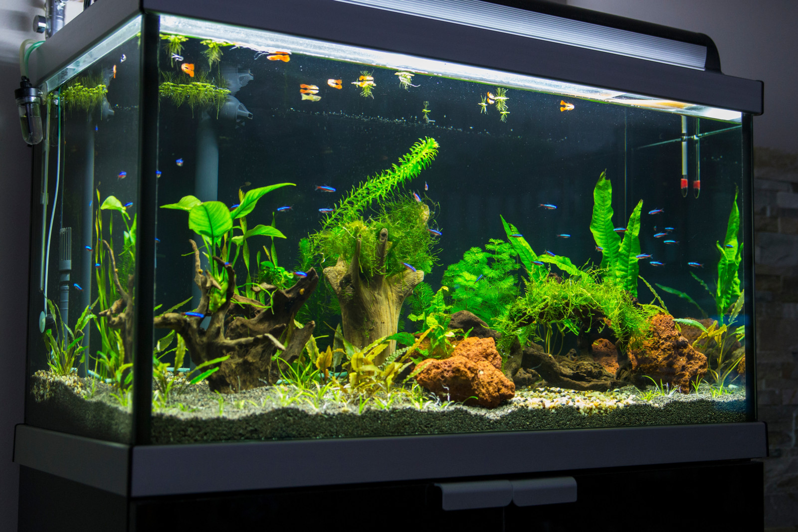 Mit ein paar einfachen Mitteln lässt sich das Fischbecken in ein Energiespar-Aquarium verwandeln.