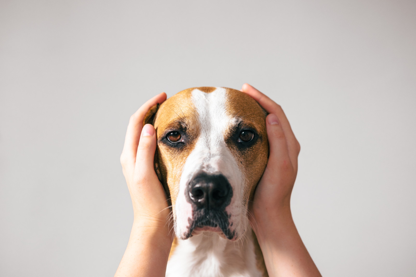 Viele Hunde hören bei Lärm lieber weg. Tierbesitzer können ihnen dabei helfen.