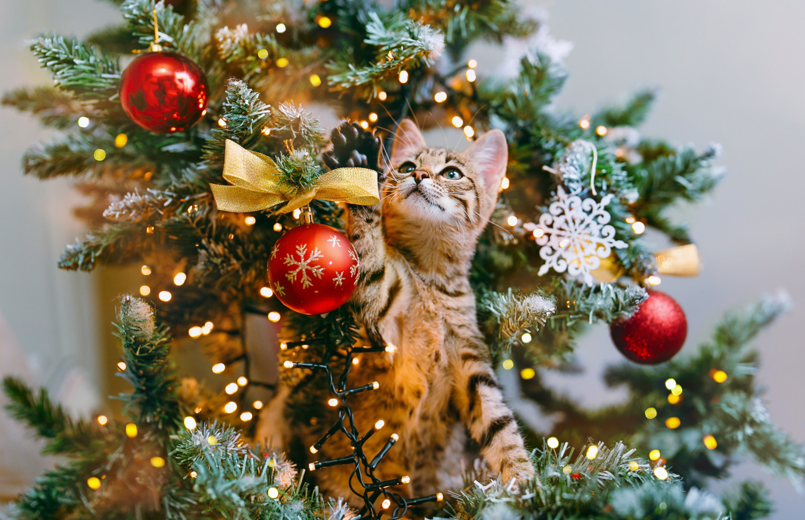 Katzen klettern gerne in Weihnachtsbäume, ein sicherer Stand kann ein Umkippen verhindern.