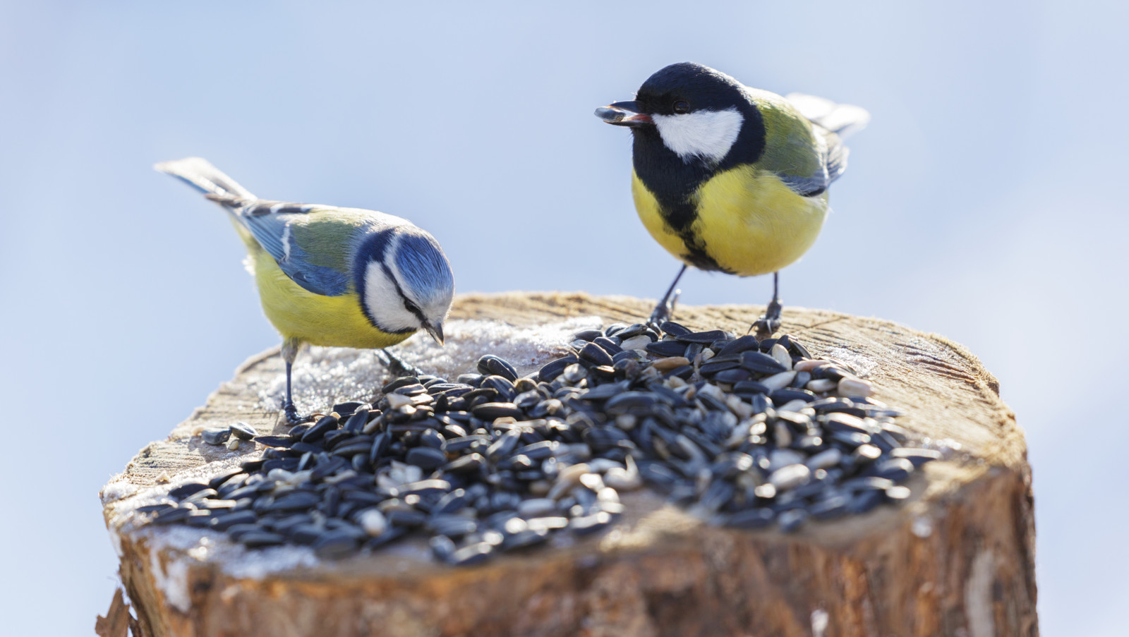 Im Winter finden Vögel, wie Kohl- und Blaumeisen, weniger Futter. 