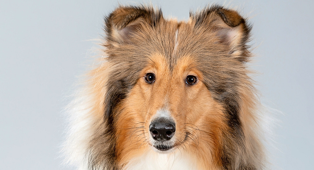 Einen Collie wie „Lassie“ möchten viele Menschen besitzen, wenn sie im Kino erleben, wie er die Familie heldenhaft beschützt.