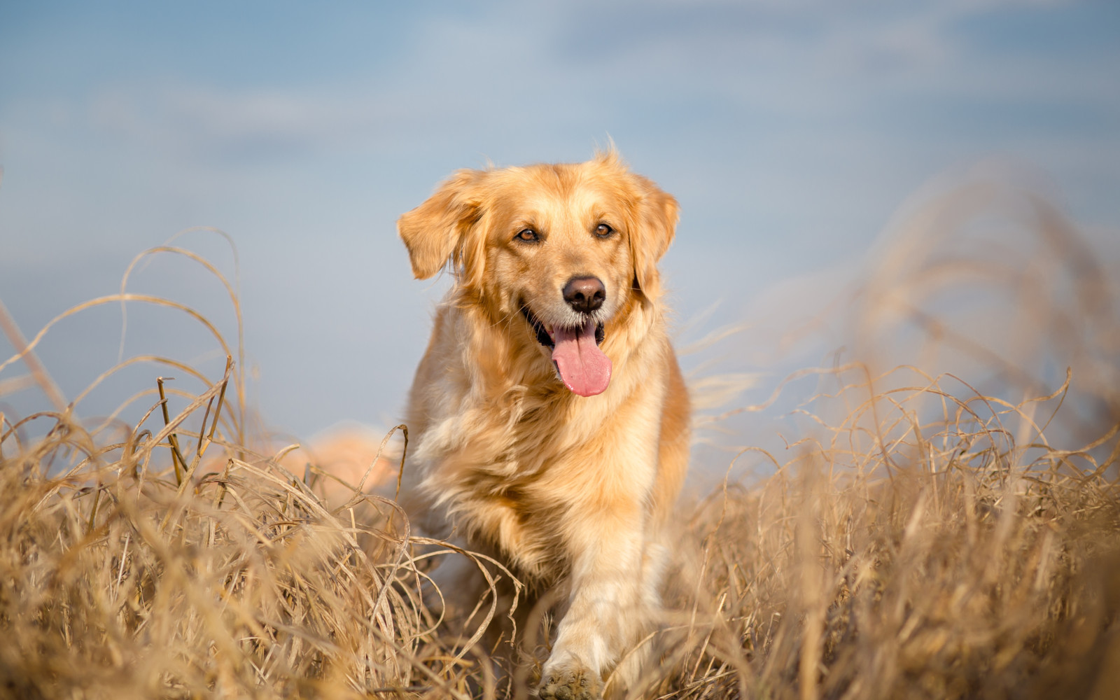 Freilauf für Hunde ist ein Risikofaktor für alveoläre Echinokokkose bei den Besitzern.