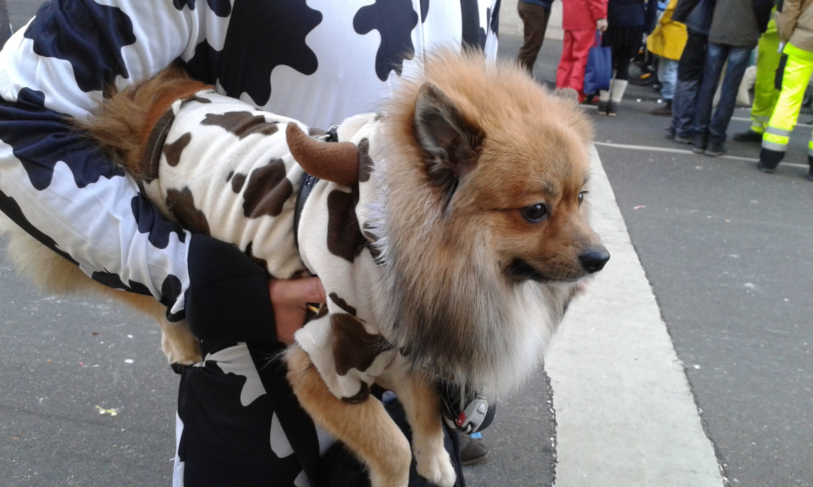 Für Hunde sind Karnevalsumzüge meist mit Stress verbunden. Tierschützer sehen die Kostümierung der Vierbeiner kritisch.