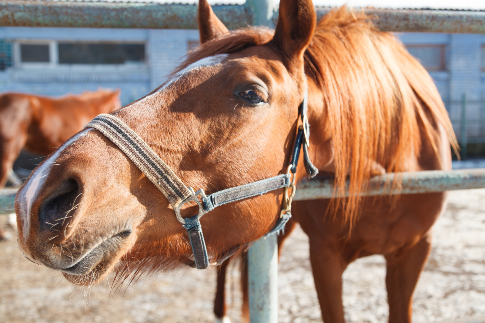 Versteckte Talente: Manche Pferde üben sich im Gebrauch von Hilfsmitteln.