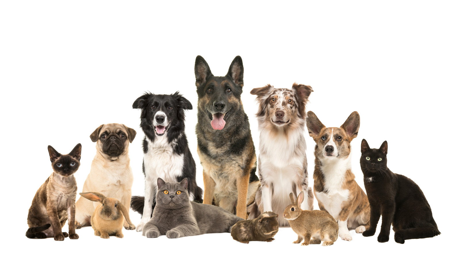 Auch wenn unseren Haustieren jeder Tag gebührt, am 11. April wird in den USA der Tag des Haustieres gefeiert.