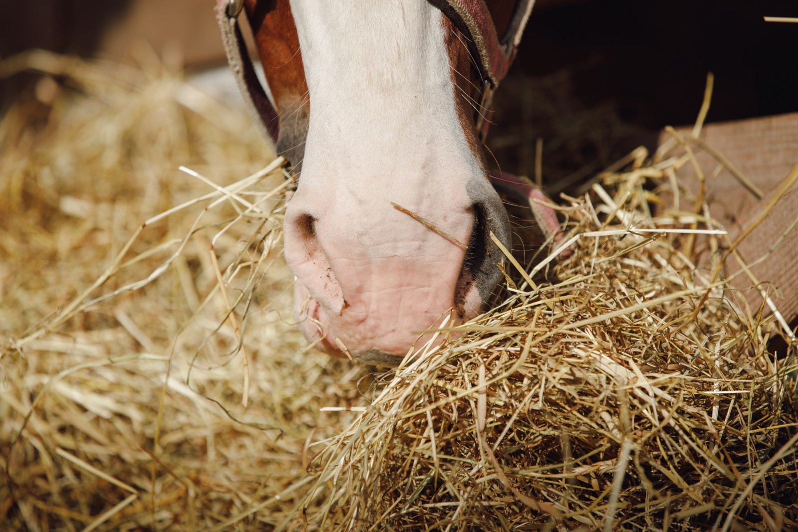 Mit heißem Wasserdampf behandeltes Heu ist für Pferde sicherer. Es liefert ihnen aber weniger Proteine. 