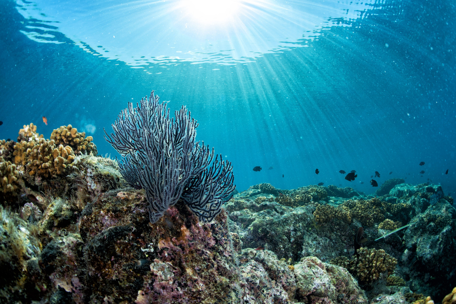 Der Schutz der Ozeane und der Erhalt von Korallenriffen ist ein zentrales Thema des Familienabenteuers „Blueback – eine tiefe Freundschaft“.