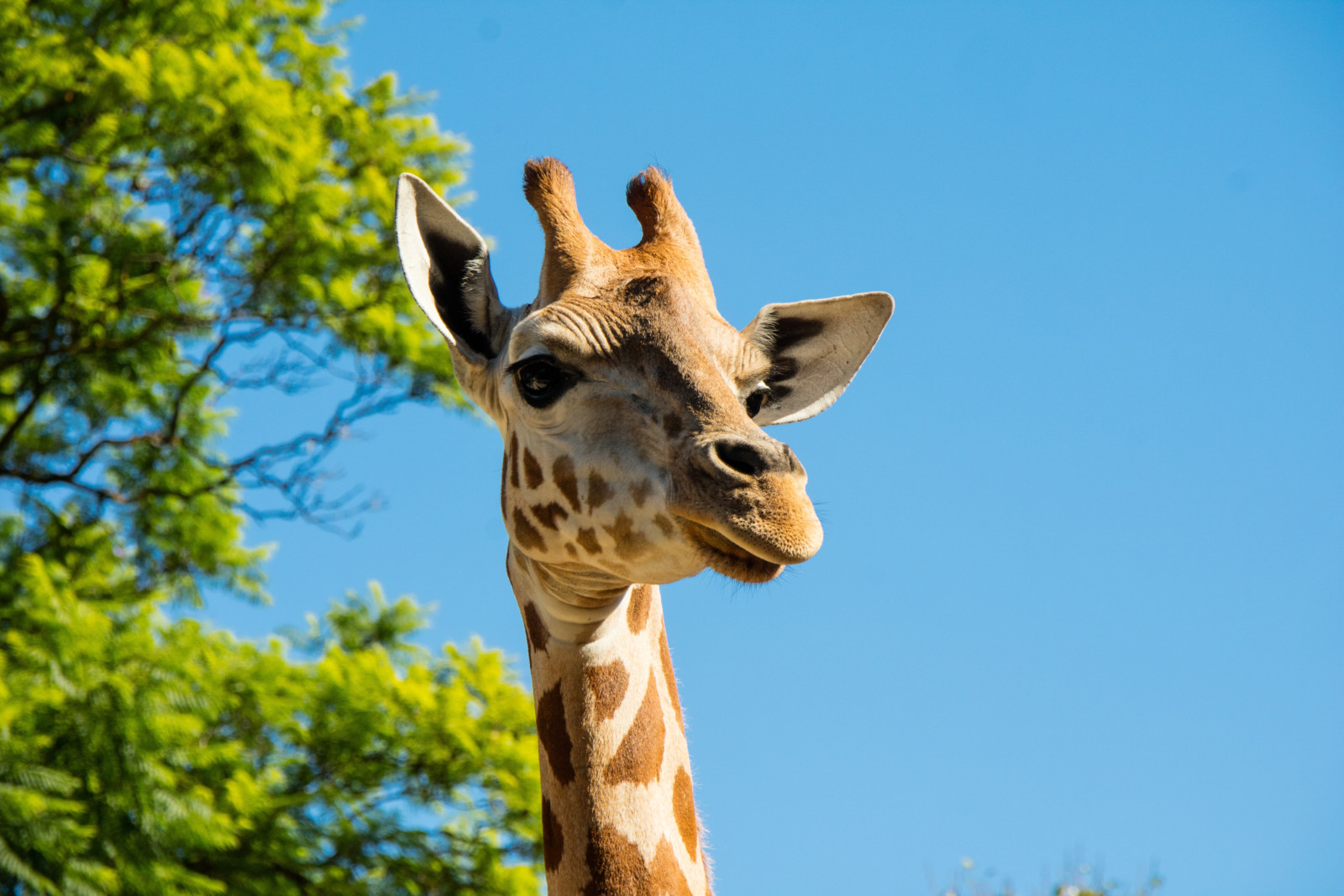 Unerwartetes Talent: Giraffen können Wahrscheinlichkeitsrechnung.