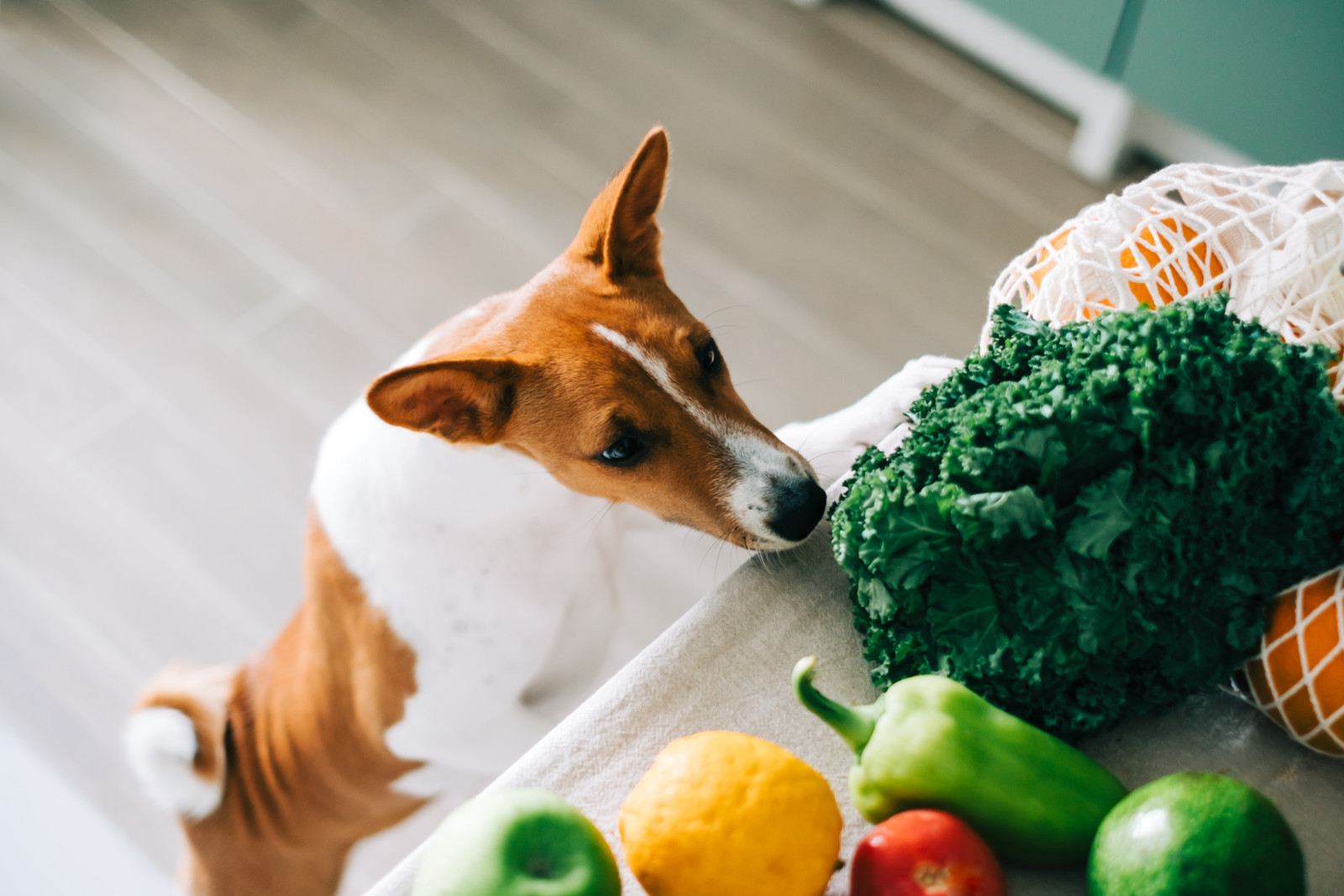 Hunde zeigen durchaus Interesse an pflanzlicher Kost. Gemüse allein stellt aber keine ausgewogene Ration dar.