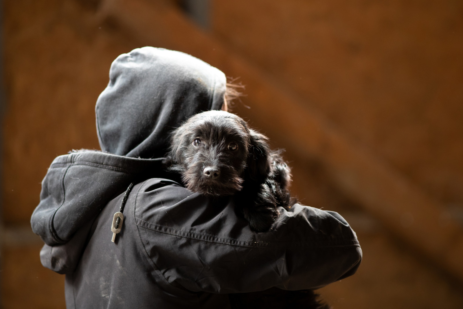 Einfach mitgenommen: Wie können Hunde vor einer Entführung geschützt werden?