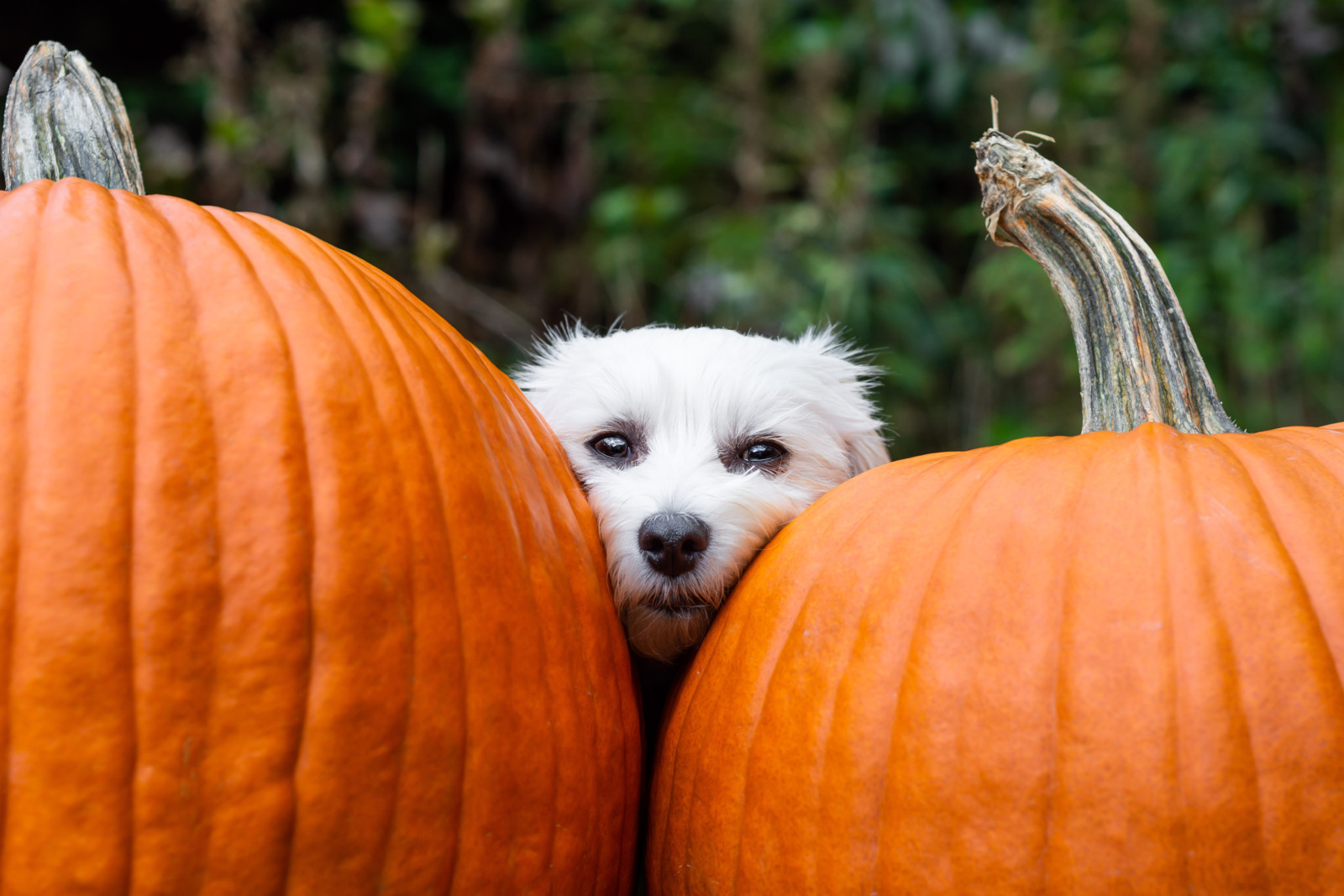 Unnötiger Stress für Tiere sollte auch zu Halloween unbedingt vermieden werden.