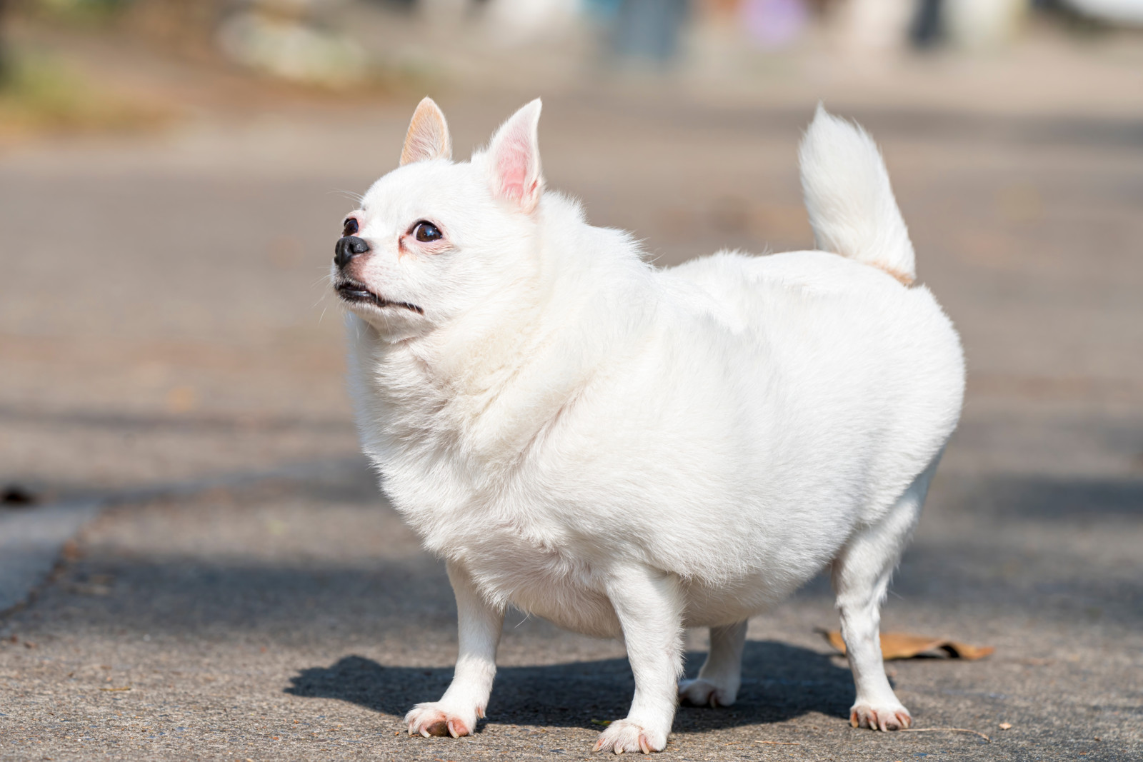 Übergewichtiger Chihuahua: Kleine Hunde haben nach der Kastration ein höheres Adipositasrisiko.