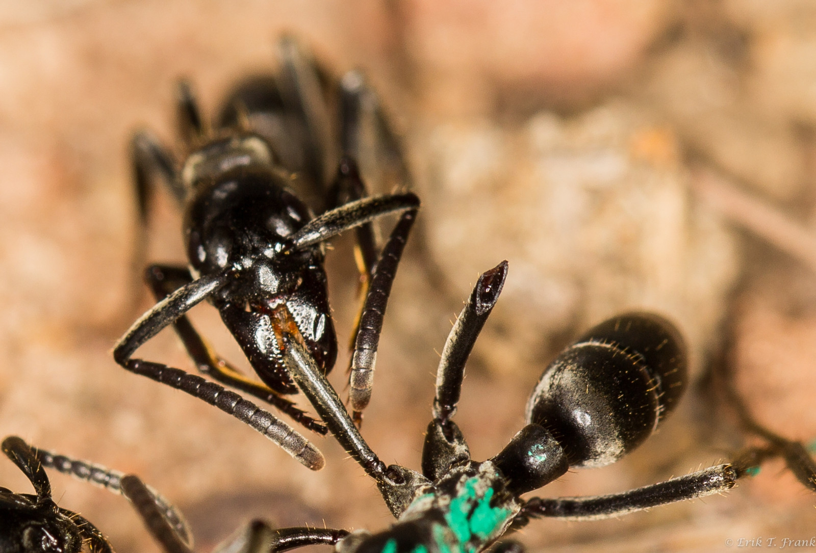Erste Hilfe: Das Ameisen-Sekret wird auf das verletzte Bein aufgetragen.